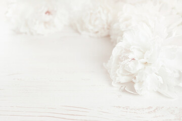 Beautiful white peony flowers on pastel pink background. Close up of white peonies flowers. Light background with peonies.
