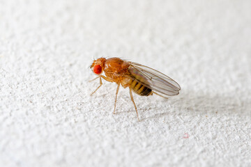 Exotic Drosophila Fruit Fly Diptera Parasite Insect on White Background