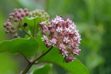 Common Milkweed (Asclepias syriaca), blooming flowering in garden.