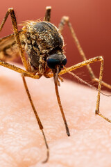 Zika Infected Mosquito Bite. Leishmaniasis, Encephalitis, Yellow Fever, Dengue, Malaria Disease, Mayaro or Zika Virus Infectious Culex Mosquitoe Parasite Insect Macro.