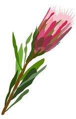 Vector isolated illustration of bud of protea.