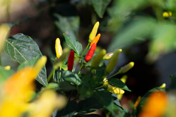 Siembra y recolección de ají 