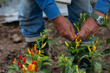 Naklejka premium Siembra y recolección de ají 