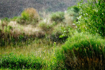 Rain Falling on Lush Green Growth Foliage Plants