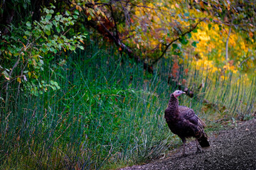 Flock of Turkeys on Road in Forest in Autumn