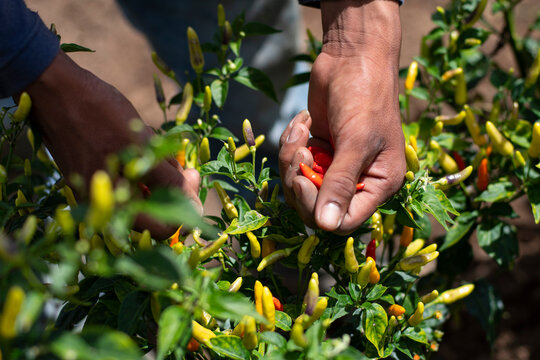 Siembra y recolecci&oacute;n de aj&iacute; 