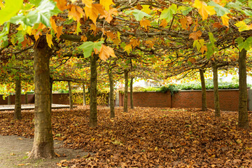 Blätter der Platane im Herbstlicht