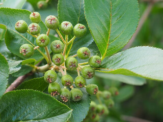 Green Chokeberry in the Spring Garden
