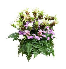 Flower bush plant isolated with clipping path on white background