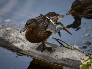 A brown duck stands on one leg on dry wood in the water