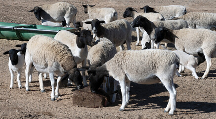 Hunger Doper sheep lick a mallasa block