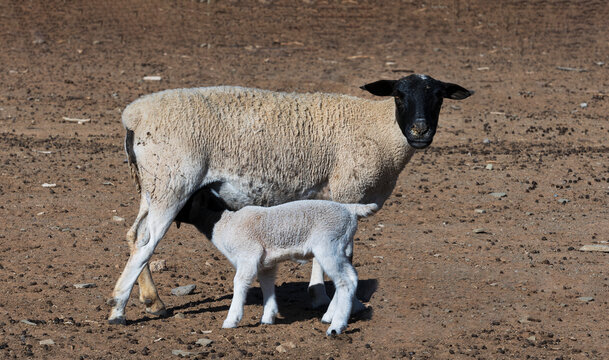 A thirsty Doper lamb enjoys his mother milk