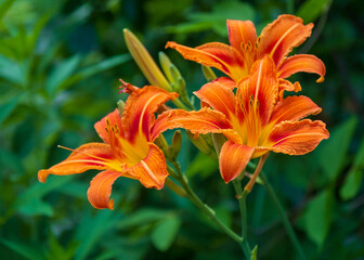Blooming orange flower on a green background