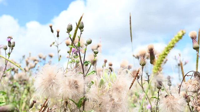 Natur Wildblumenwiese Naturwiese in den Bergen mit Pflanzen und Blumen bl&uuml;hen Vielfalt im Sommer Wind