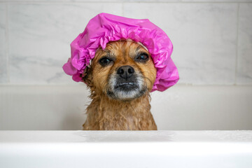 Cute dog wearing shower cap in bathtub