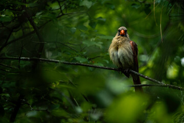 Cardinal