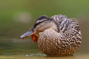 Mallard or wild duck (Anas platyrhynchos) female bathing and drinking in a pond in the Netherlands