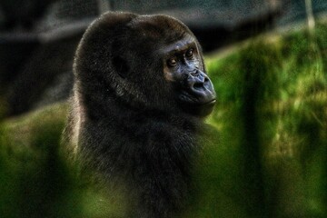 Gorilla Close Up