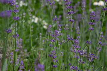 wild field of blooming  lavender close-up with plant flowers and stems