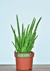 aloe vera in a brown pot on a white background