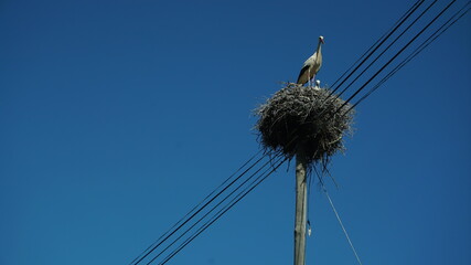 sky - seagull - nest 