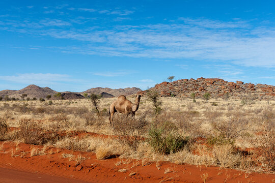 Camel on the side of a road in Central Australia