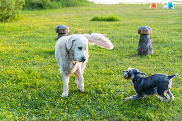 White Golden Retriever Playing with Small Dog