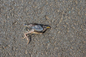 dead baby sparrow lying on tarmac road.