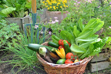 basket filled with freshly picked seasonal vegetables in the garden