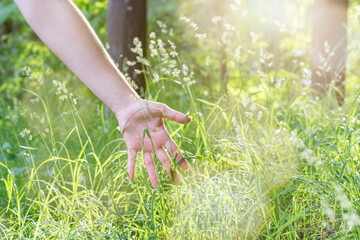 Young woman sweeps her hand through a sun liy field of grass