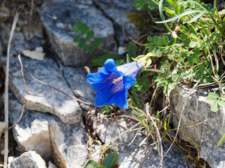 (Gentiana clusii) Clusius-Enzian oder Echter Alpenenzian sehr ähnlich mit Kochscher Enzian (Gentiana acaulis)