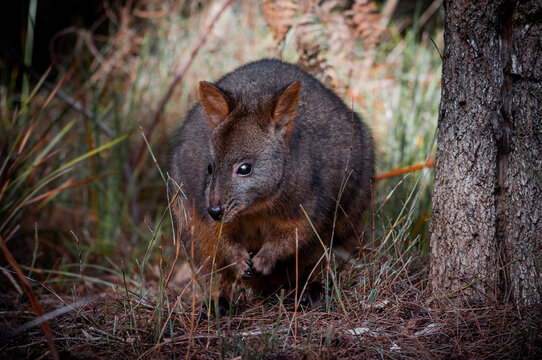 Tasmanian Pademelon in a Pine Forest