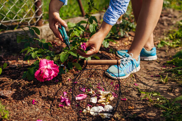 Woman deadheading pink roses in summer garden. Gardener cutting dry flowers off with pruner.