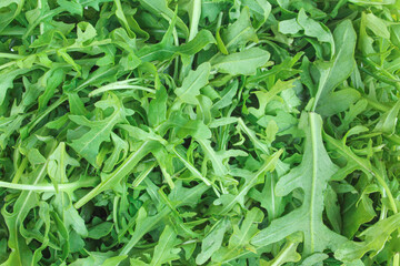 Fototapeta premium Rucola vegetable full screen. Vegan food background