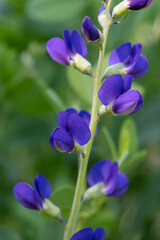 Close up of purple false wild indigo flowers