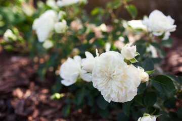 White groundcover rose Snow Ballet blooming in summer garden. Little shrub blossoms covered with double flowers