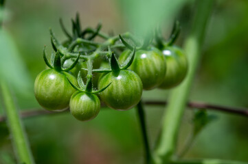 Green cherry tomatoes on vine