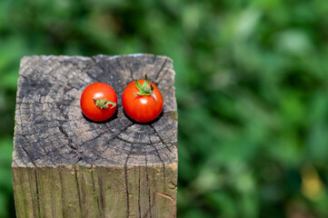 Fresh picked cherry tomatoes on garden post