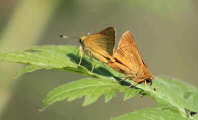 Butterfly at paaring 