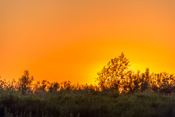 Fototapeta na wymiar Bright Orange Sunset with Branches of Trees in Black