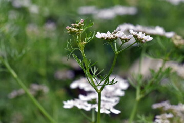 Nahaufnahme von weißen Korianderblüten