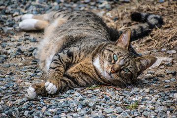 Cat stretched