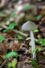 Gray white mushroom on forest floor