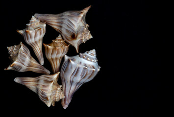 striped whelk shells clustered on black background