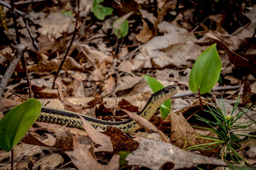 Eastern Garter Snake