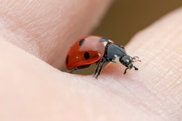 Close up of ladybug above a hand