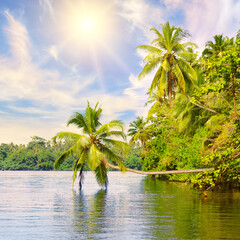 Fototapeta na wymiar Tropical jungle of mangroves and palms on the lake.