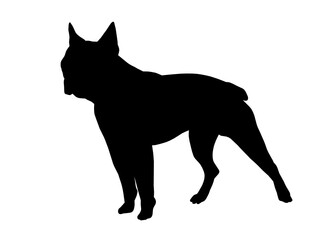 Boston terrier dog silhouette, Vector illustration silhouette of a dog on a white background.