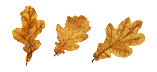 Set of autumn oak leaves isolated