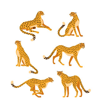 Cheetah collection. Vector illustration of cartoon cheetah in various actions: lies, sitting, standing, walking, and running. Isolated on white